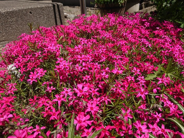 芝桜