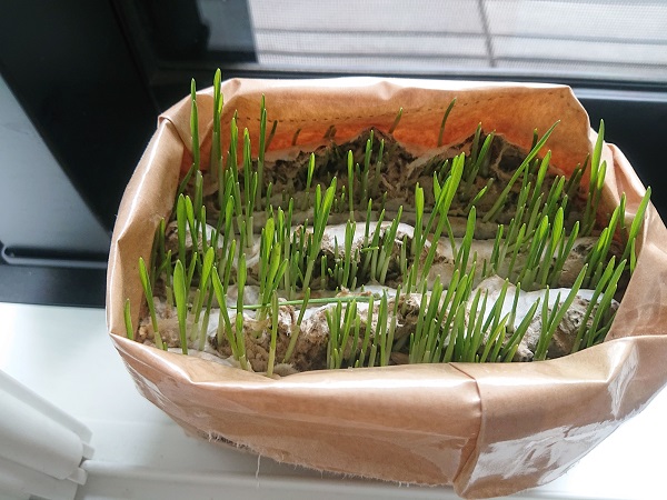 猫草