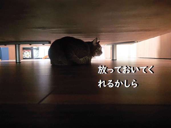 名前を呼んでも返事をしない猫