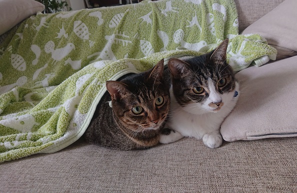 北のねこ暮らし
