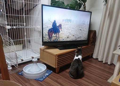 テレビを観る猫