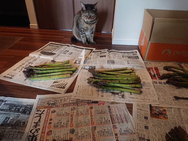 アスパラと猫