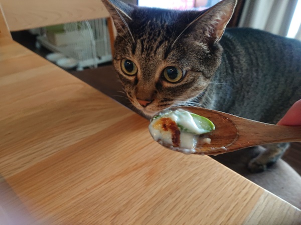 猫とグラタン