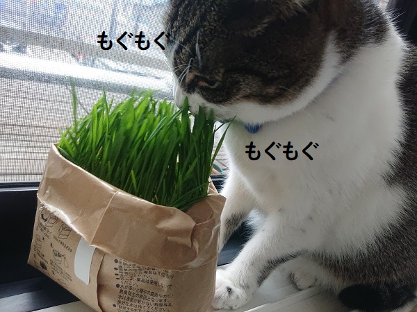 無印良品 猫草