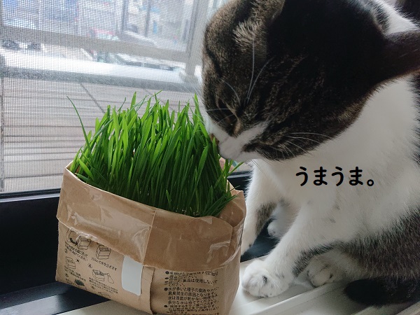 猫草