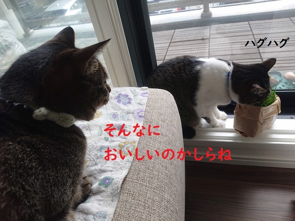 猫草と猫