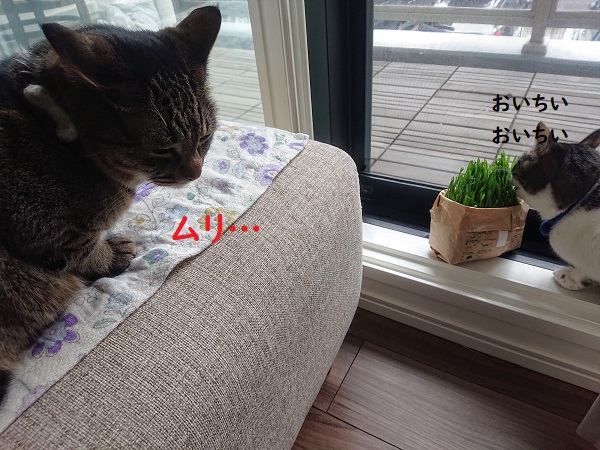 猫草