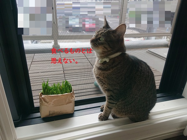 猫草と猫