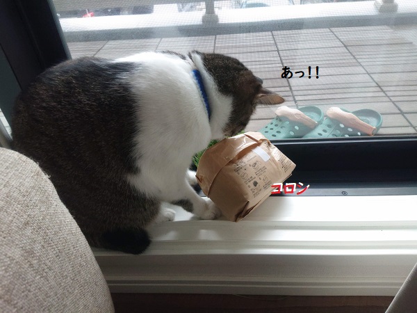 猫草