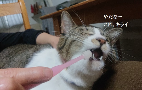 f:id:nanakama:20200530151526j:plain