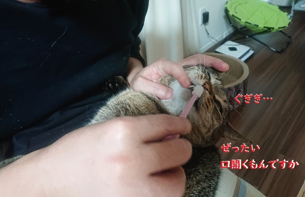 歯磨きする猫