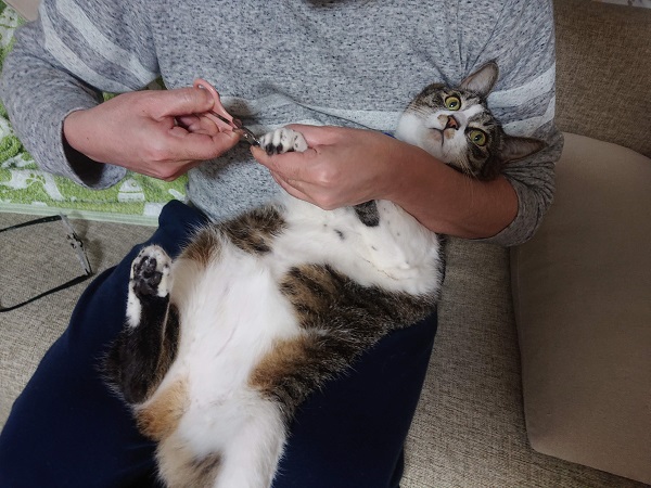 爪切り猫