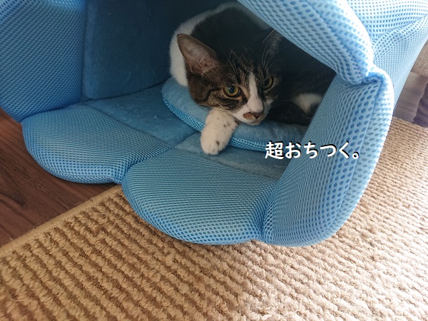 金魚鉢クールベッド