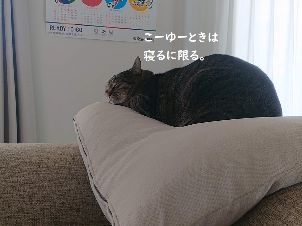 北のねこ暮らし