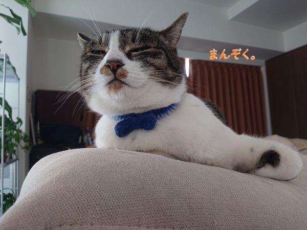 北のねこ暮らし