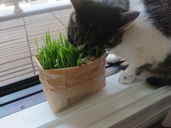無印良品 猫草
