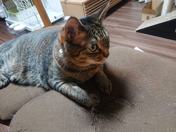 骨盤クッション　猫