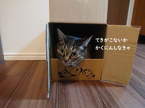 ダンボールと猫