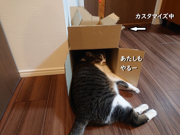 猫とダンボール