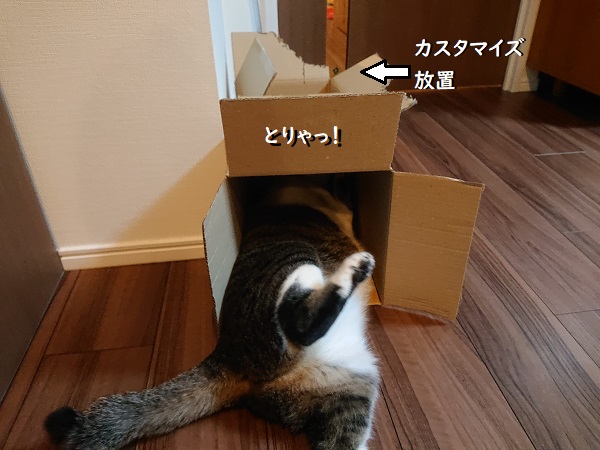 猫とダンボール