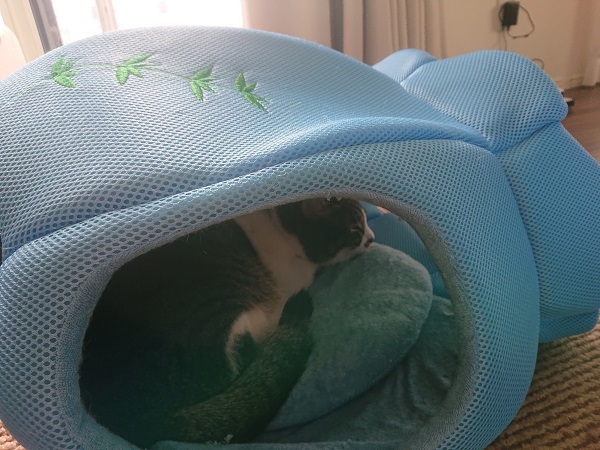 クールベッド　猫