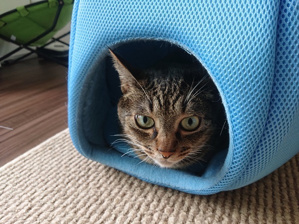 クールベッド　猫