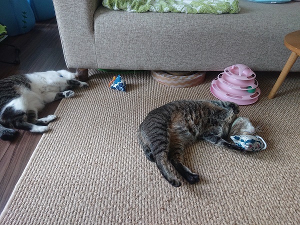 ヒマだニャー 結局猫は 走る ことが何にも勝るストレス解消なのか 北のねこ暮らし