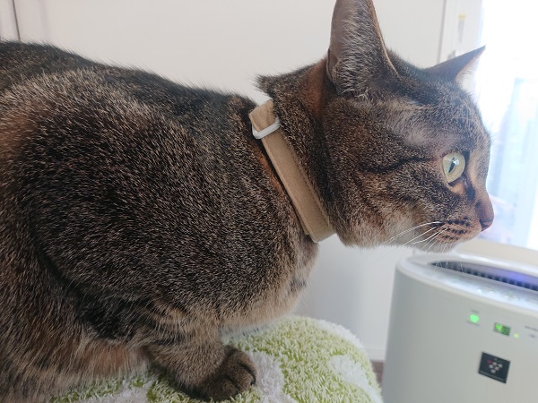 猫の首輪　フエルト