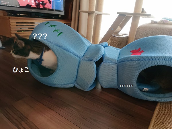 クールベッドと猫