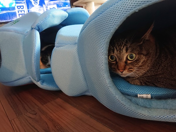 クールベッドと猫