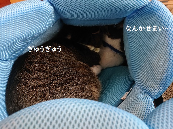 クールベッドと猫
