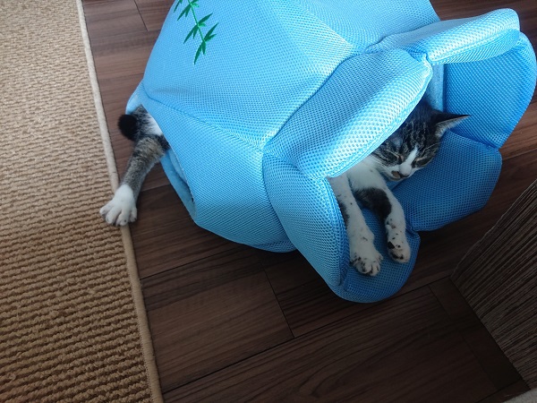 クールベッドと猫