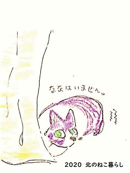 北のねこ暮らし