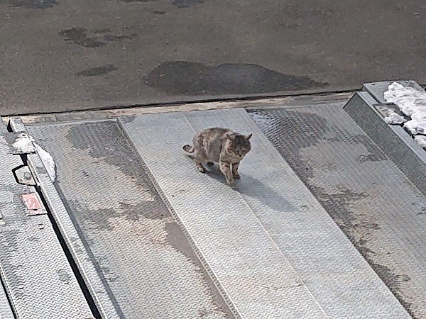 駐車場の猫