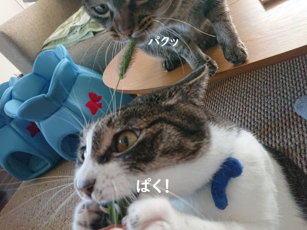 エノコログサと猫