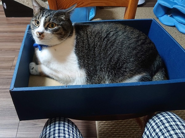 箱入り猫