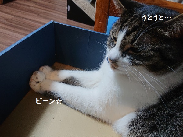 膝のリ猫レッスン