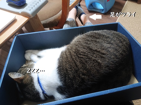 膝のリ猫レッスン