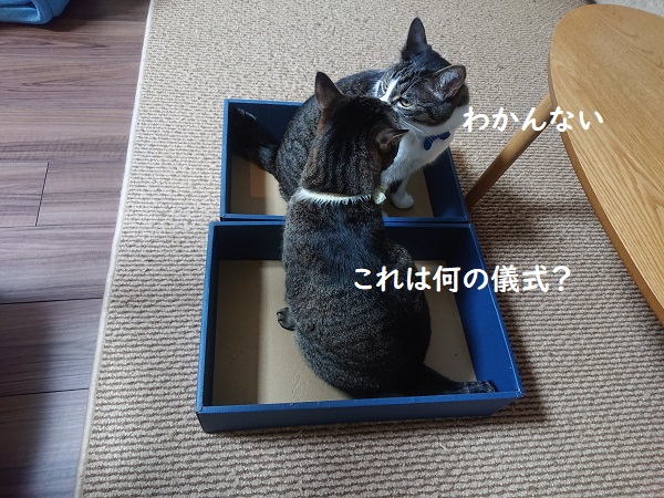 膝のリ猫レッスン