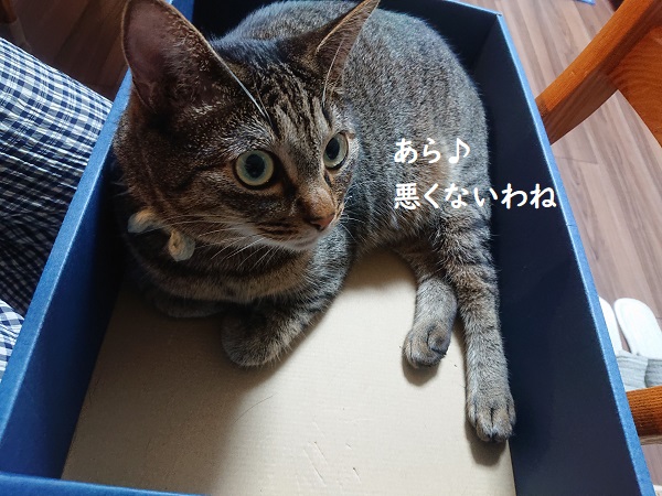 膝のリ猫レッスン