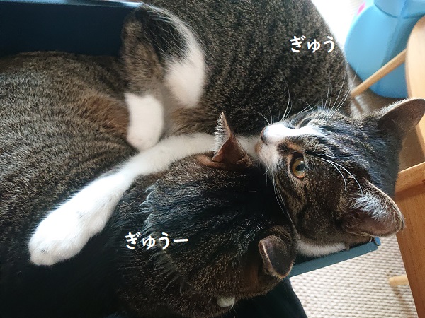 膝のリ猫レッスン