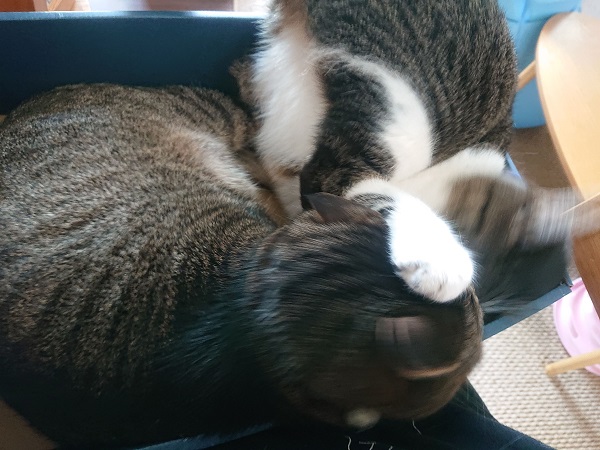 膝のリ猫レッスン