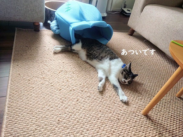 膝のリ猫レッスン