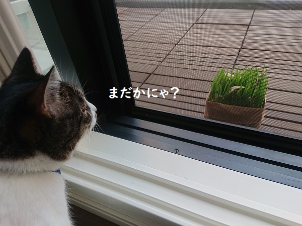 無印良品猫草