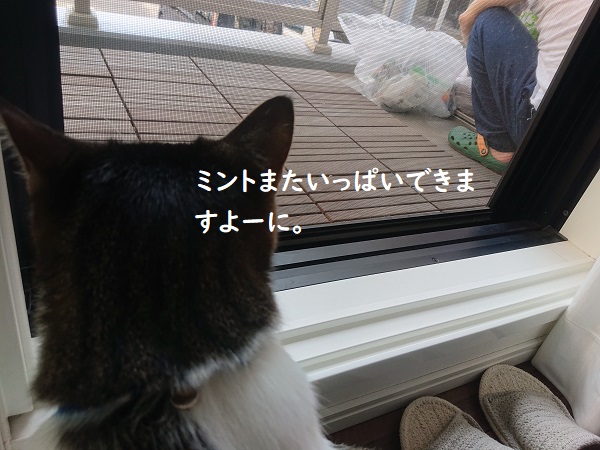 ベランダガーデニング