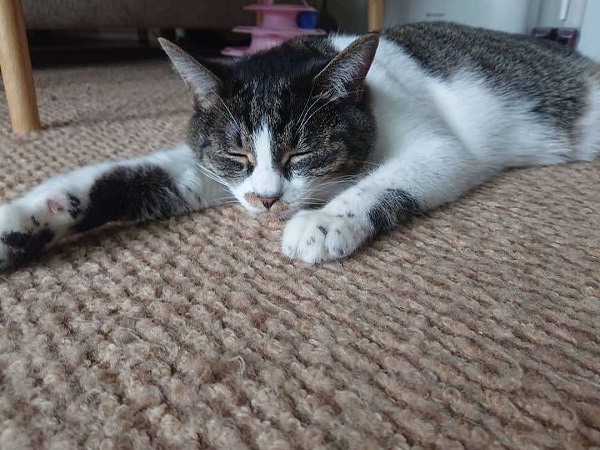 夏ねこあるある