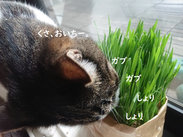 無印良品　猫草