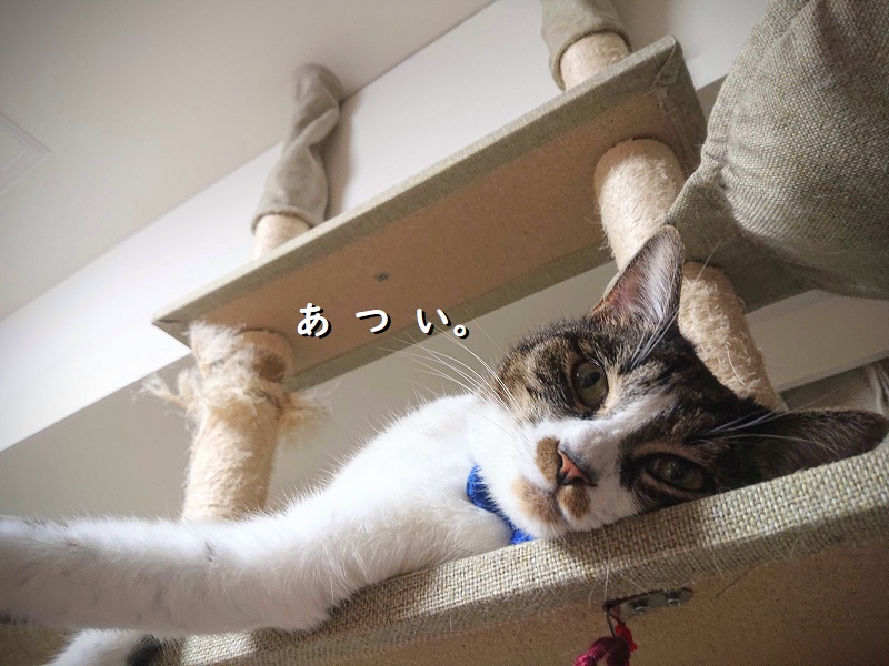 北のねこ暮らし