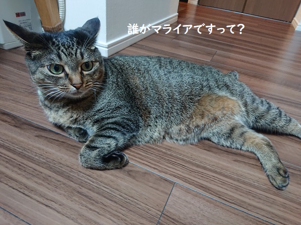 北のねこ暮らし