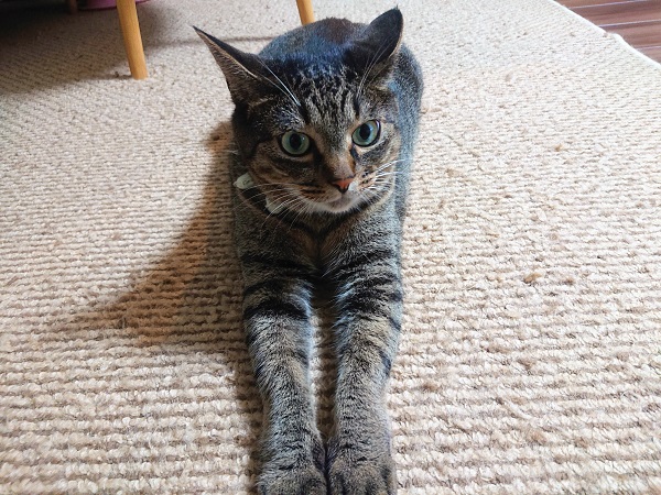 スフィンクス座り